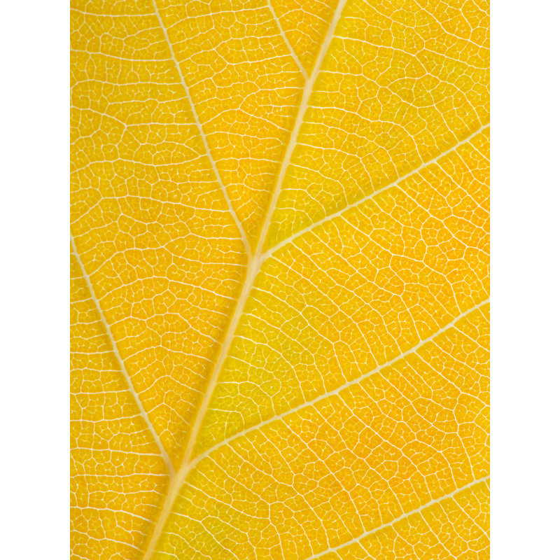 Feuille d'automne par Philippe Moisoux, H 31,2 po x l 25,2 po, Papier avec cadre noir, Jaune