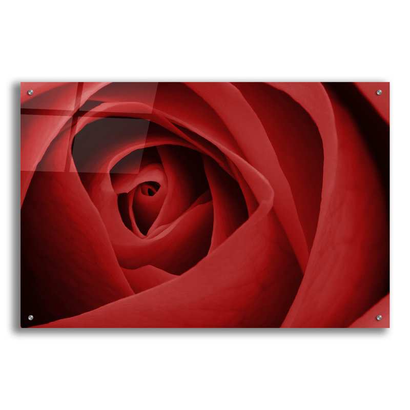 «Red Rose» par Tom Quartermaine, H 24 po x l 36 po x P 0,2 po