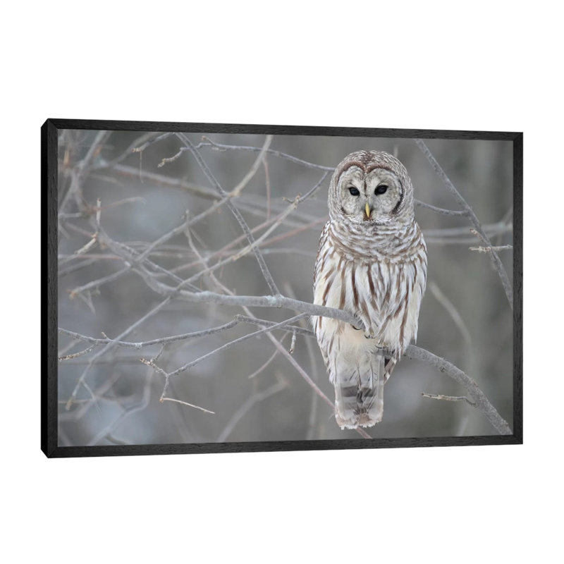 Barred Owl On Branches - Floater Frame Print on Canvas, 66.04 cm H x 45.72 cm W, Black Framed