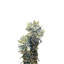 Frailejones, Paramo de Oce