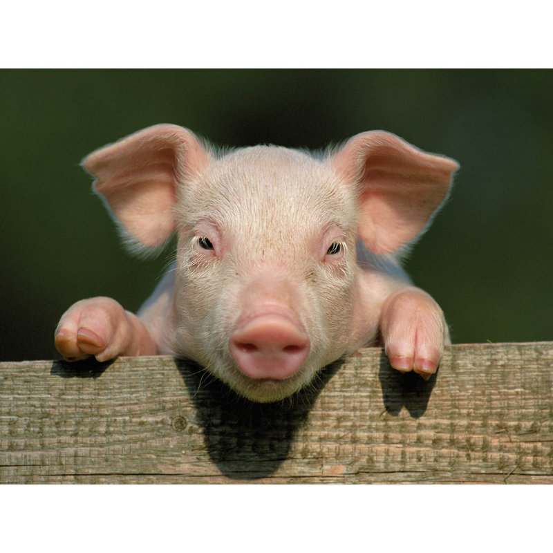 Photo Animal Pig Piglet Cute Farm Pink Baby Babe - No Frame Art Prints