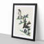 Olive-Sided Fly Catcher Bird by John Audubon - Picture Frame Painting Print-55581296-55581295