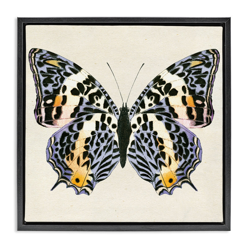  «Speckled Butterfly S croquis» par Susan Arnot, Cadre flottant noir de jais, H 18 po x l 18 po
