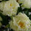Plastic, Silk Peony Arrangement in Pot