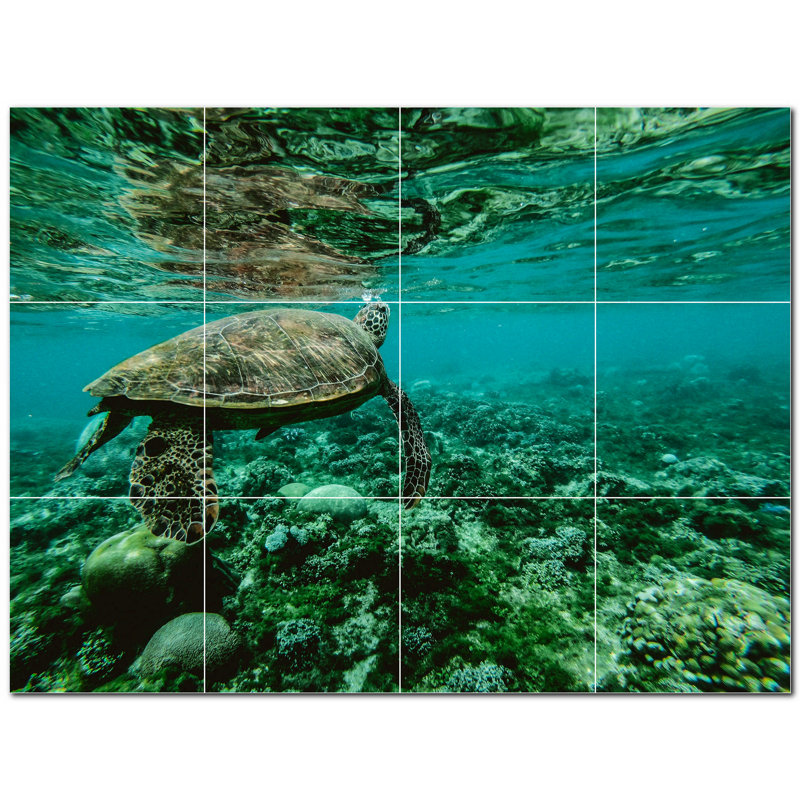Tortue photo 6 x 6