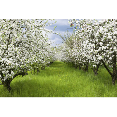 " Spring Orchard "