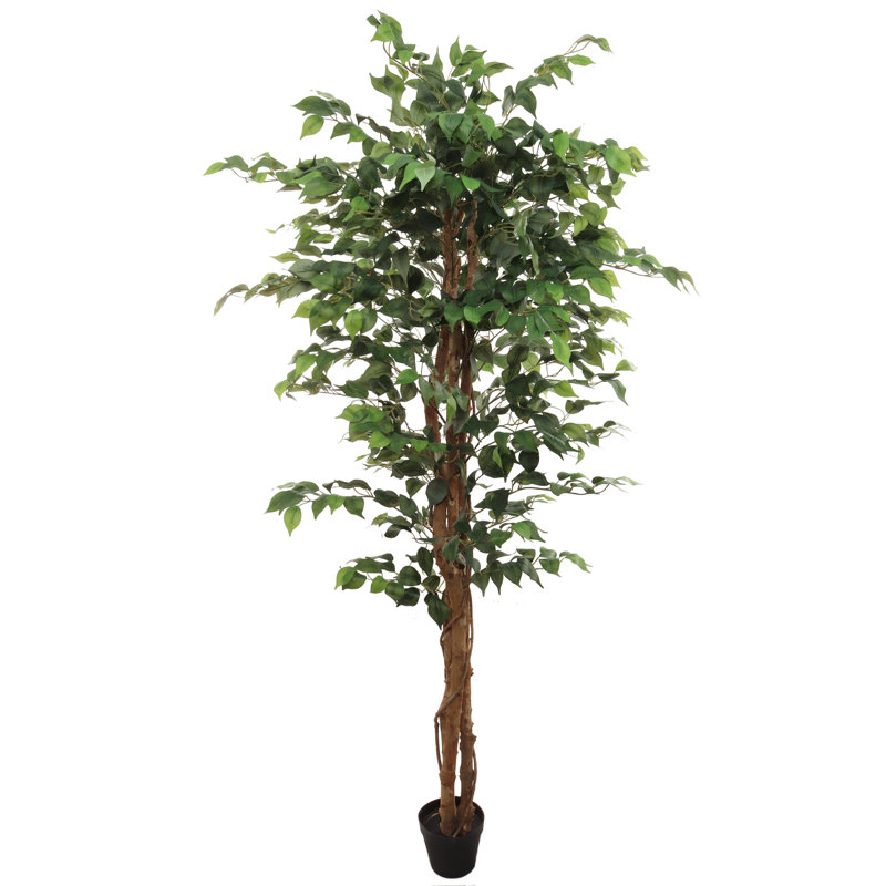 72 Ficus