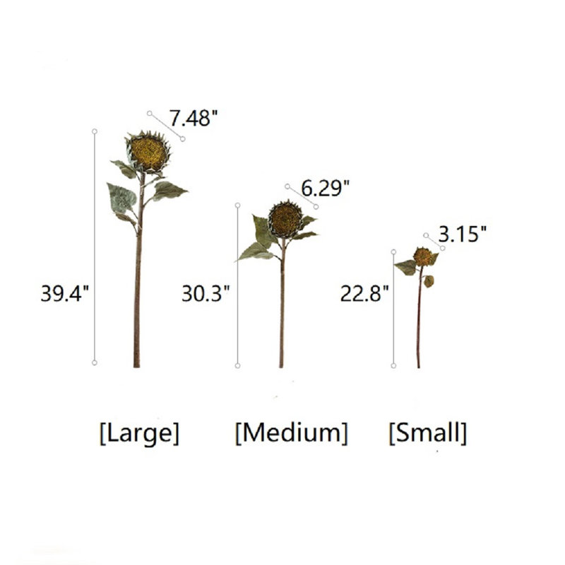 Tournesol Sten = m, H 22,8 po x l 3,15 po x P 3,15 po, Brun