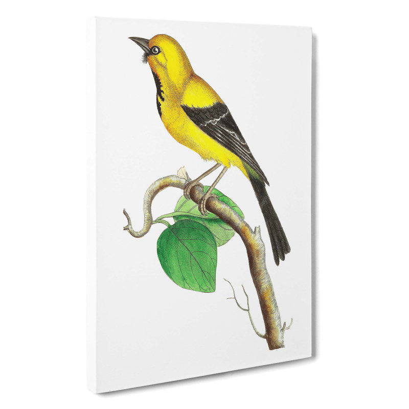 Lesser Banana-Bird by George Shaw - Wrapped Canvas, 60cm H x 40cm W x 3cm D
