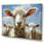 Toile tendue