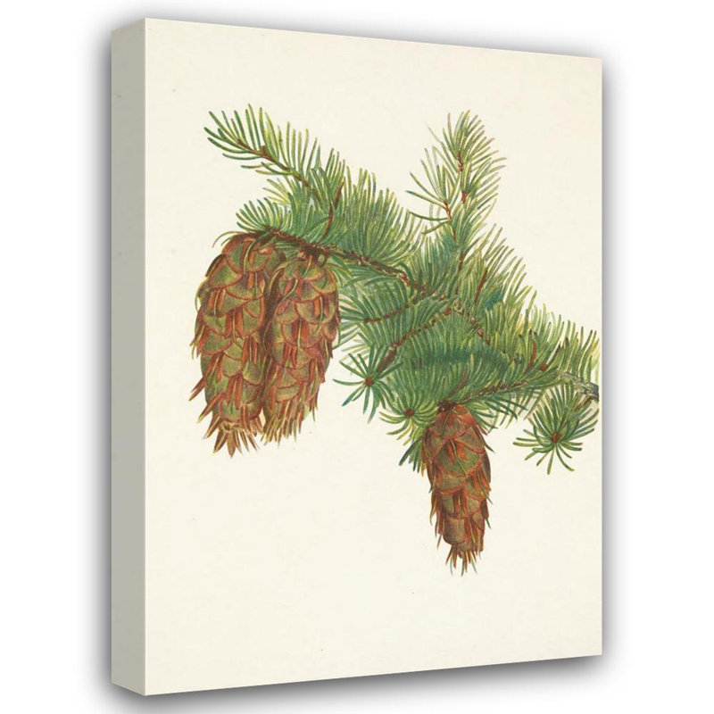«Douglas-Fir. Pseudotsuga Mucronata» par Mary Vaux Walcott, reproduction d'art sur toile tendue, H 24 po x l 17 po