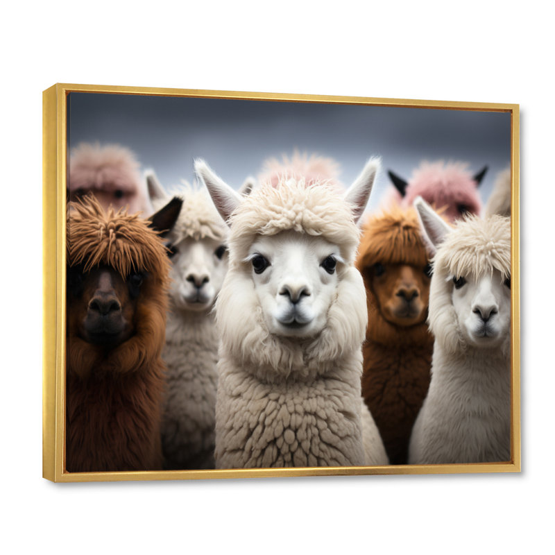 Alpacas Graceful Fibers - Imprimé, H 12 po x l 20 po x P 1 po, Cadre flottant doré