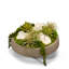 Succulent in Concrete Decorative Vase-1689855770
