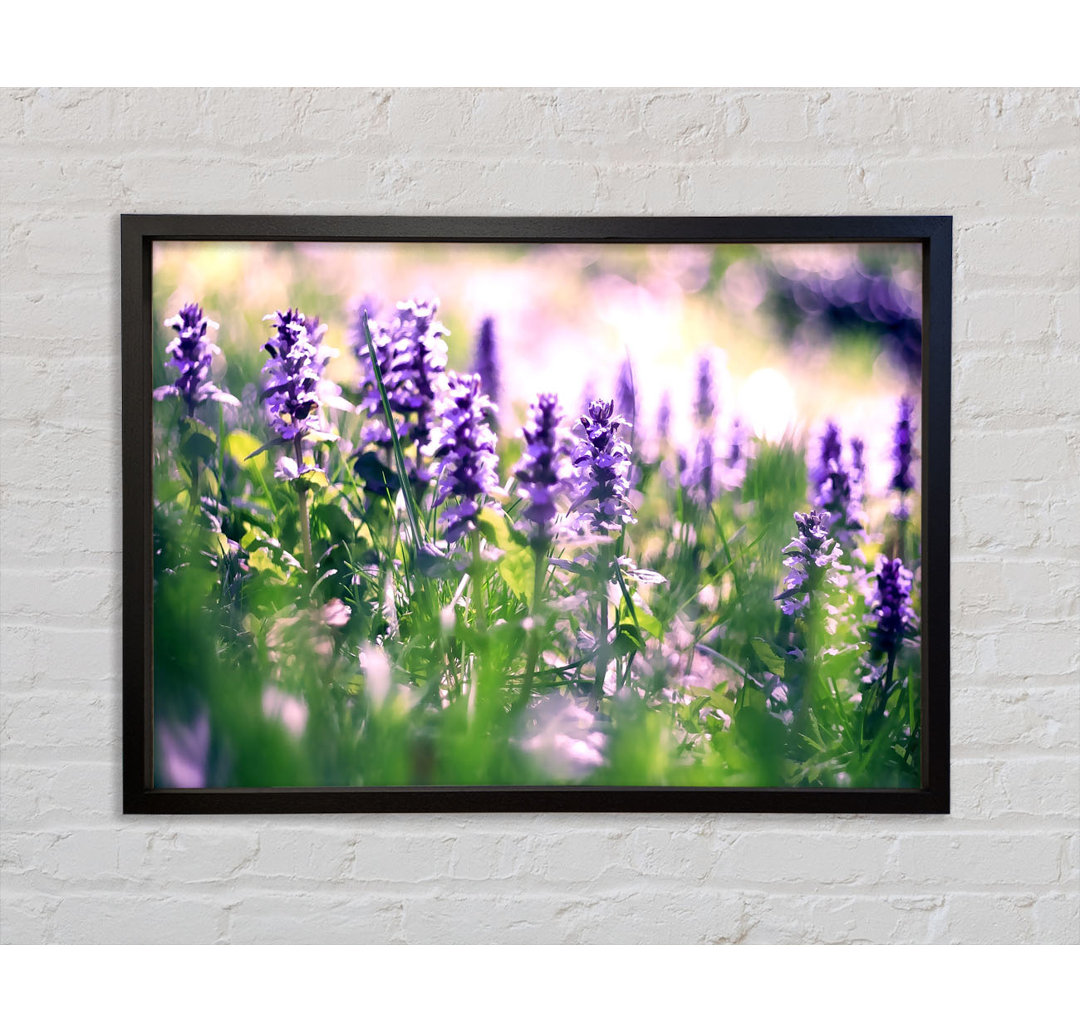 Lupine Flowers - Einzelner Bilderrahmen Kunstdrucke auf Leinwand