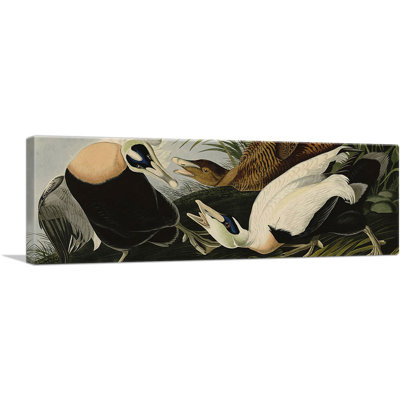 " Eider Duck " by James Audubon Painting Print
