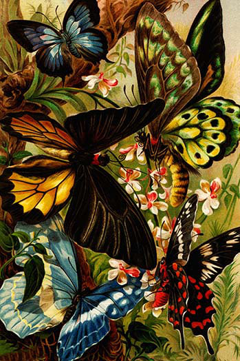 « papillons » par f.w. kuhnert, reproduction d’art, H 36 po x l 24 po x P 1,5 po