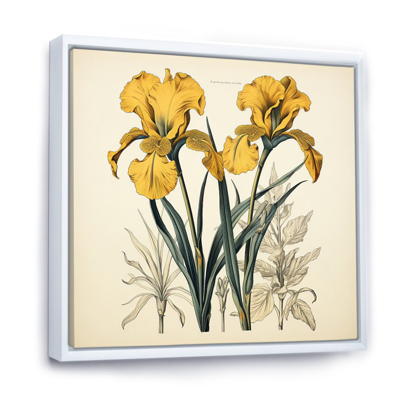 Illustration rétro, iris dorés sur toile, Cadre flottant blanc, H 16 po x l 16 po