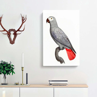 A Grey Parrot by F. Levaillant - Wrapped Canvas