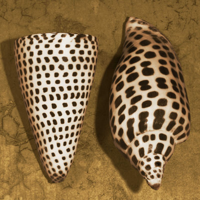 Cône coquillage - reproduction sur toile tendue