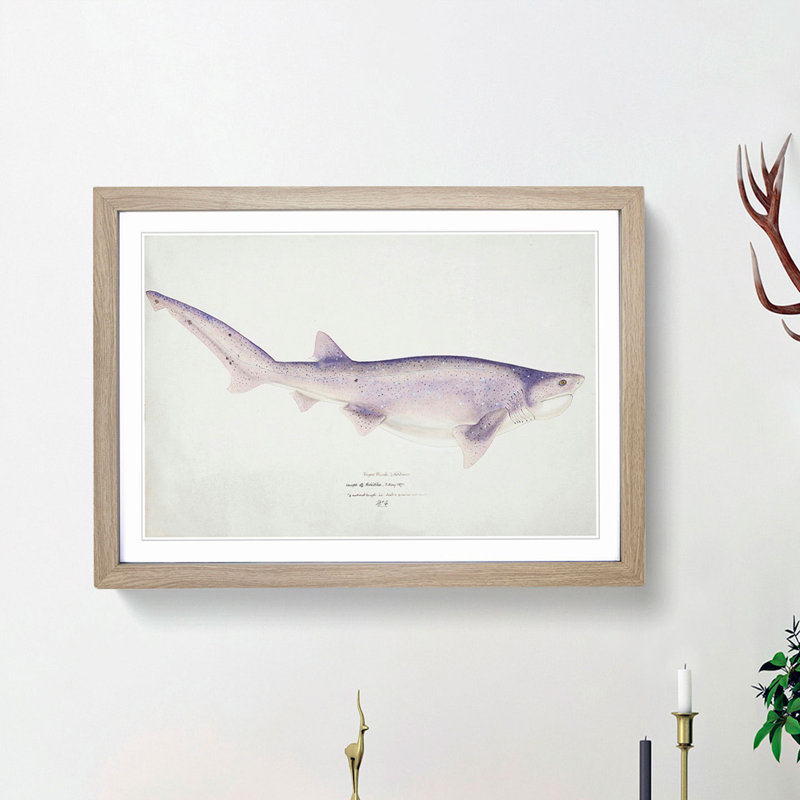 Illustration of a Tiger Shark by F.E. Clarke - Picture Frame Painting Print, 27cm H x 36cm W x 2cm D, Oak Framed