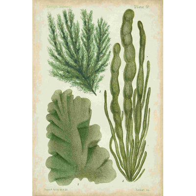 Échantillon d'algue verte I