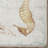 Guy Harvey Seashell Swirl Area Rug-100204908