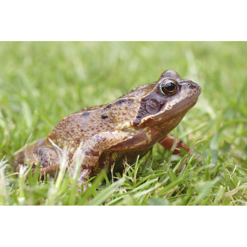 Grenouille commune - photographie sur toile tendue, H 32 po x l 48 po