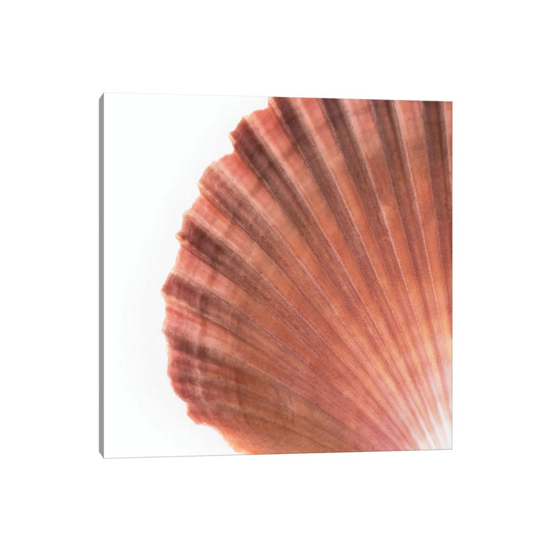 Scallop Seashell par Philippe Hugonnard - peinture sur toile tendue, H 12 po x l 12 po x P 0,75 po