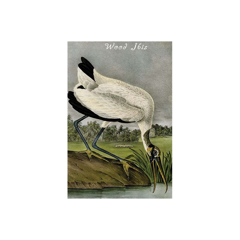 Ibis-impression d’art graphique, H 36 po x l 24 po x P 1,5 po