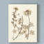 «Sepia Nature Study IV» par Vision Studio, impression sur toile-33520731