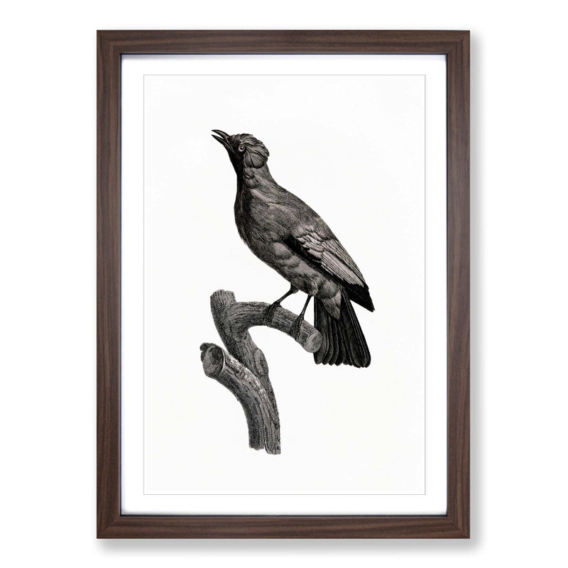 Paradise Crow by Jacques Barraband - Picture Frame Painting Print, Walnut Framed, 36cm H x 27cm W x 2cm D