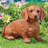 Troutville Dog No Additional Durability Resin Garden Statue
