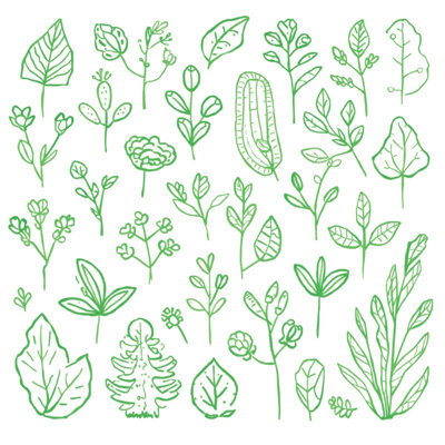 Coussins décoratifs Green Botanical Illustration