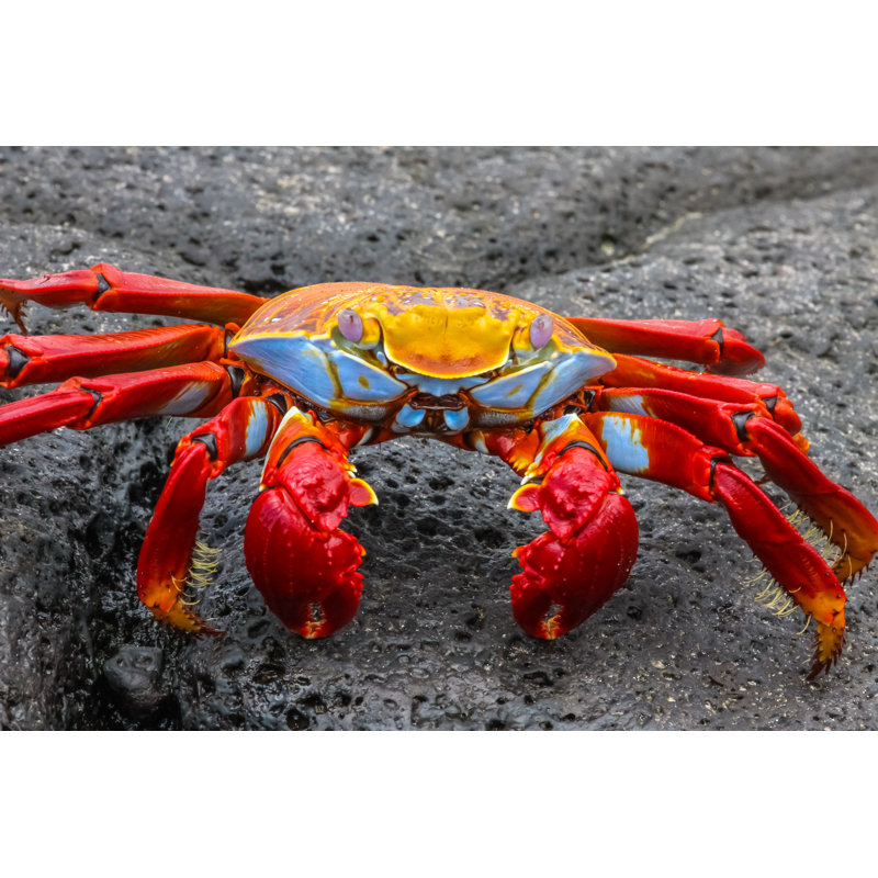 Sally Lightfoot Crab - Photographie sur toile tendue, H 12 po x l 18 po