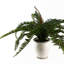 40cm Faux Plant in Ceramic Pot