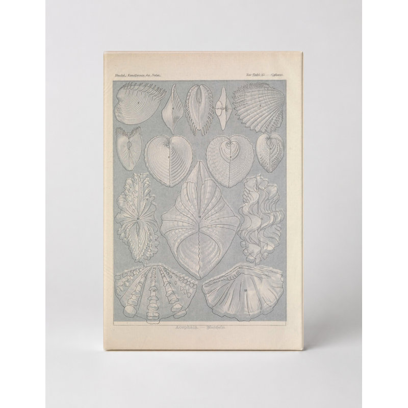 Art textuel sur toile, Tafel 55 - Acephala (Bivalves) (1904), 20" W x 16" H