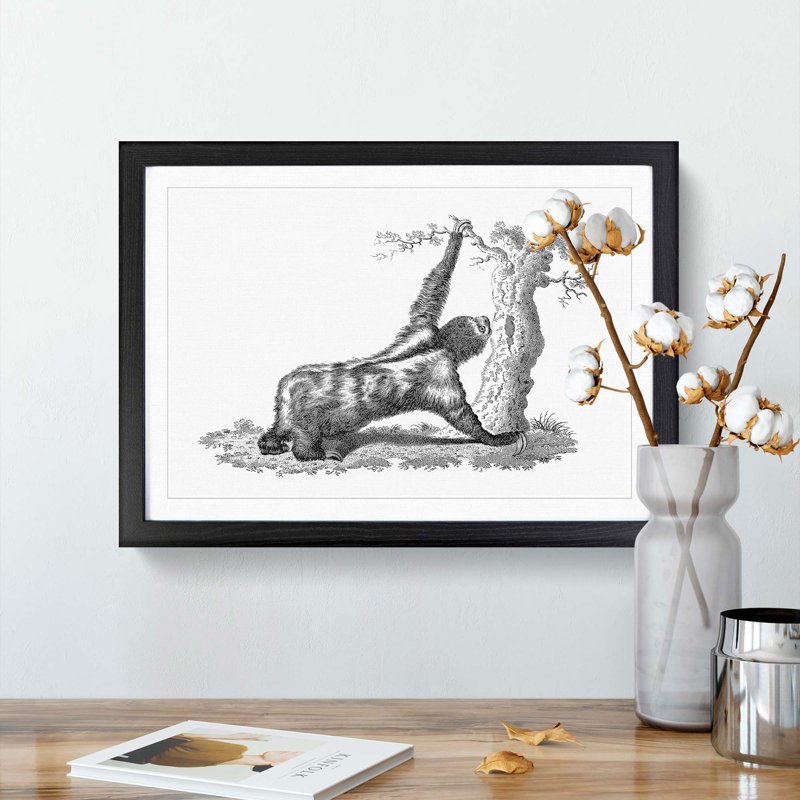 Three-Toed Sloth in Black & White by George Shaw - Picture Frame Drawing Print, Black Framed, 27cm H x 36cm W x 2cm D
