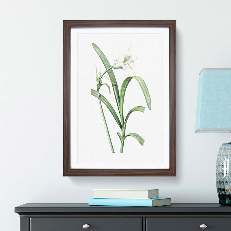 Peruvian Daffodil Flower by Pierre-Joseph Redoute - Picture Frame Painting Print, Walnut Framed, 48cm H x 36cm W x 2cm D