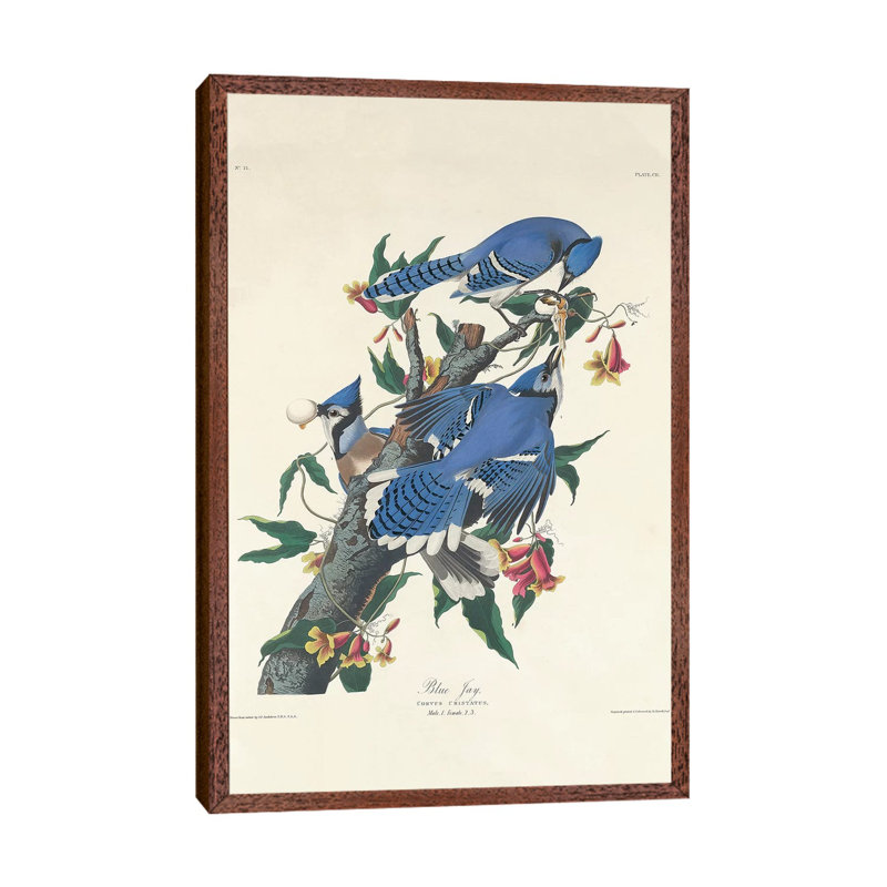 Blue Jay, 1831 by John Audubon - Print on Canvas, Classic Brown Wood Framed, 101.6 cm H x 66.04 cm W