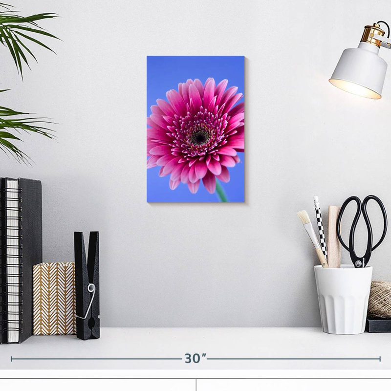 Rose Harnek Gerbera Daisy I, H 12 po x l 8 po