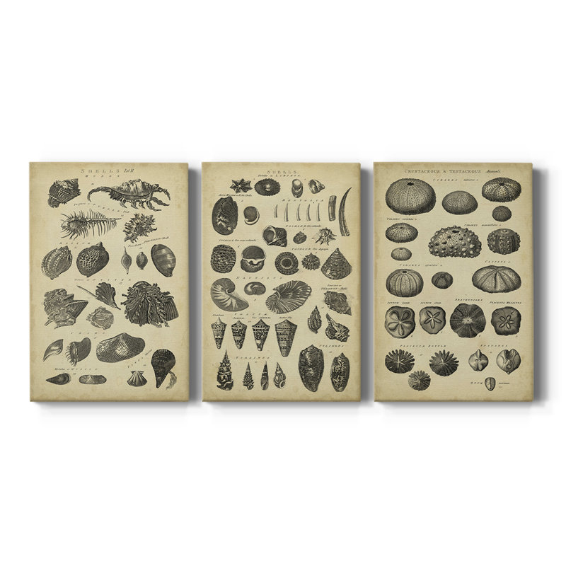 Étude de coquillages I - Toile tendue avec châssis - 3 pièces, H 48 po x l 96 po