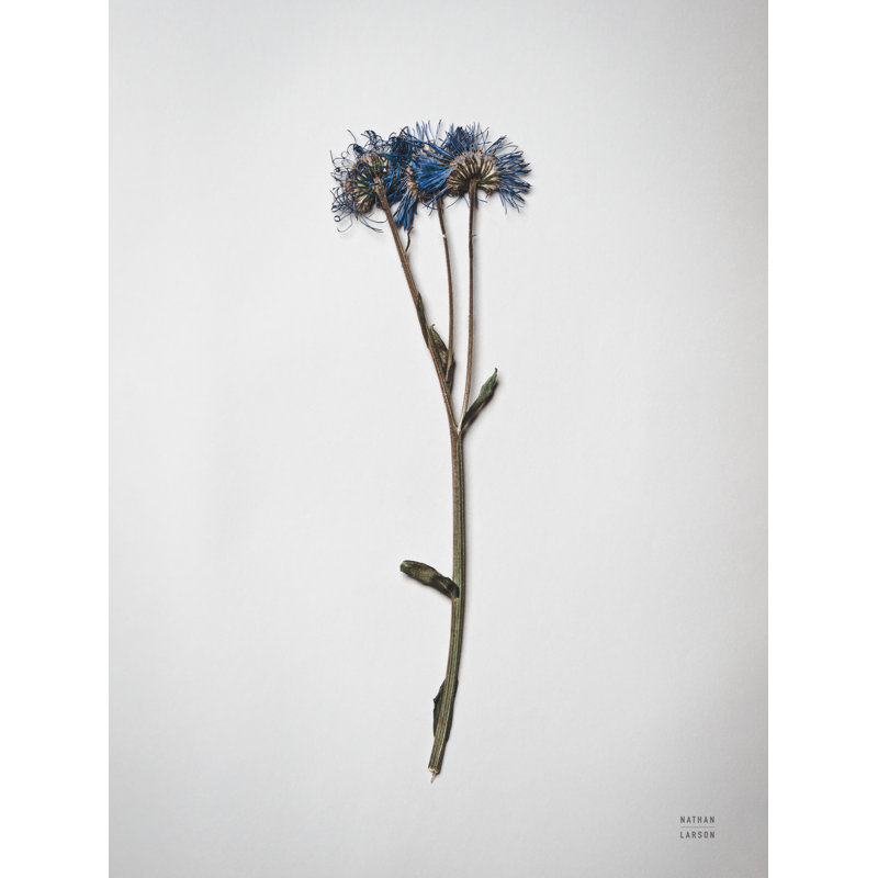 «Dried Floral Still Life I» par Nathan Larson, Non, Encadrement argenté, H 48 po x l 36 po x P 1,25 po