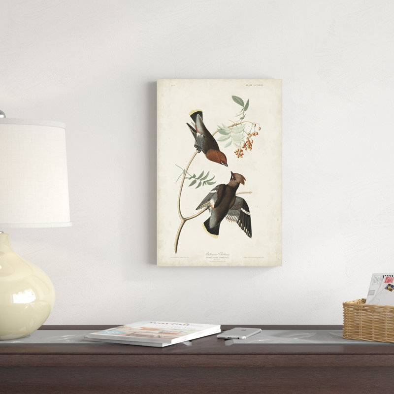 Pl 363 Bohemian Chatterer, H 18 po x l 12 po