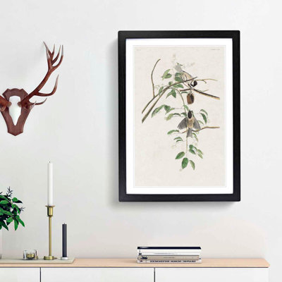 Carolina Titmouse Birds by John Audubon - Picture Frame Painting Print