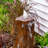 Weather Resistant Column Fountain