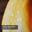 Rideau de douche Pumpkins-1443838657