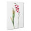 Pink Gladiolus Flowers by Pierre-Joseph Redoute - Wrapped Canvas-55325314
