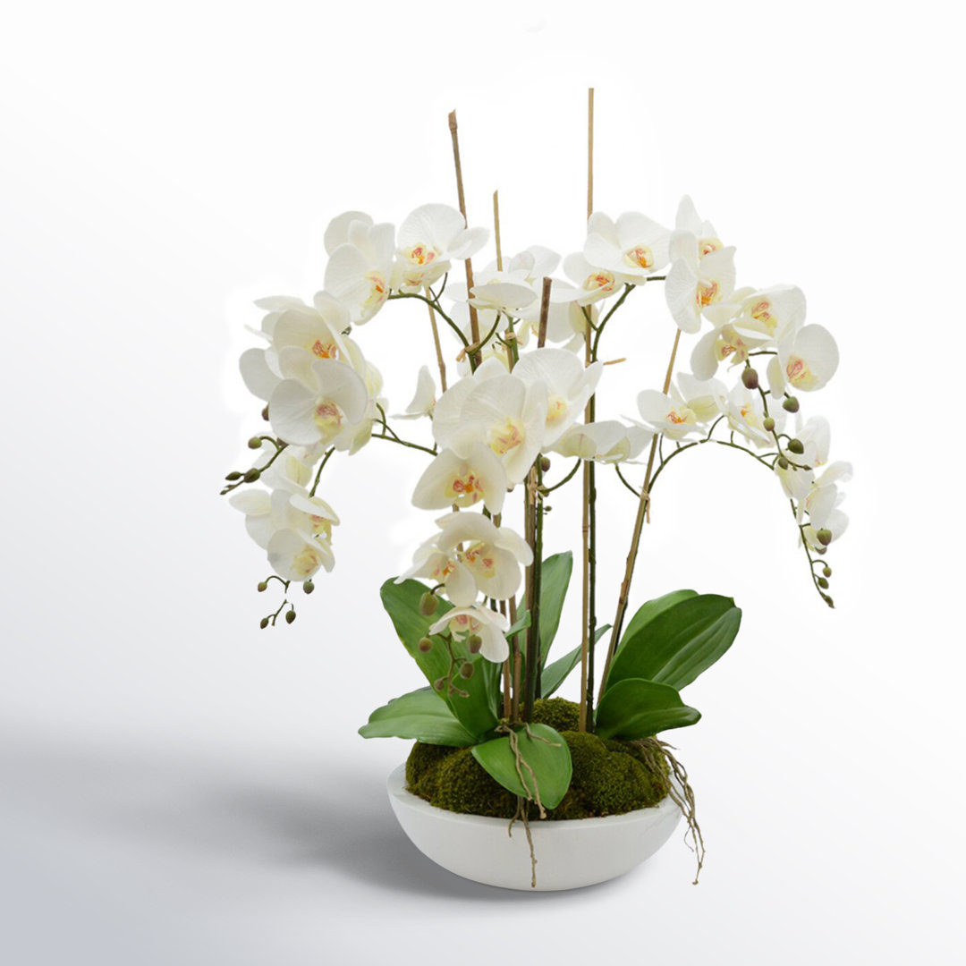 Orchid Arrangement in Round Fiberstone Pot Lark Manor™