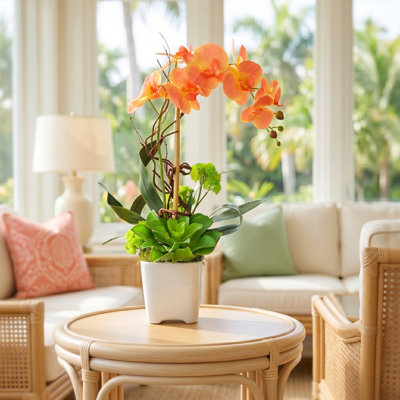 Orchidée et arrangement de plantes grasses