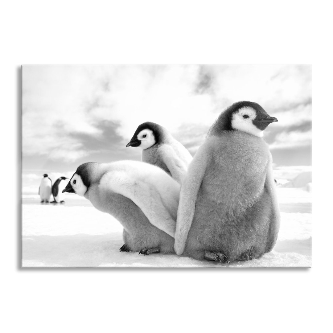 Glasbild Kaiserpinguin Gruppe